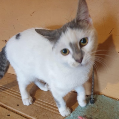 Kätzchen Hannah und Jack suchen Ihre Dosis, EKH Jungtier - Katze