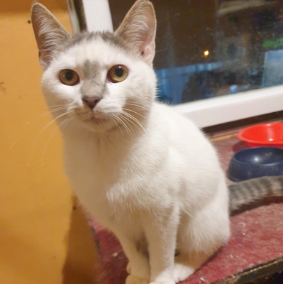 Kätzchen Hannah und Jack suchen Ihre Dosis, EKH Jungtier - Katze