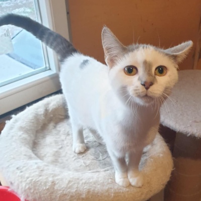 Kätzchen Hannah und Jack suchen Ihre Dosis, EKH Jungtier - Katze