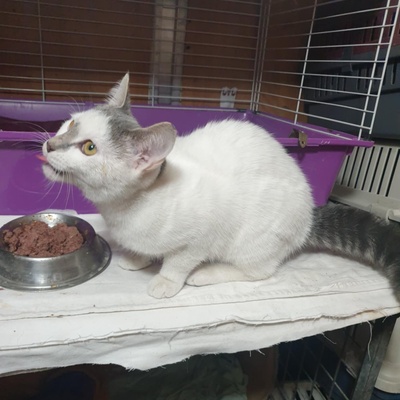 Kätzchen Hannah und Jack suchen Ihre Dosis, EKH Jungtier - Katze