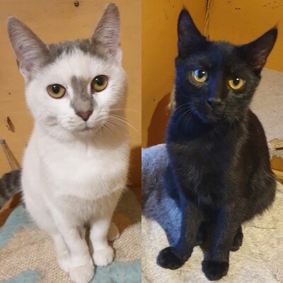 Kätzchen Hannah und Jack suchen Ihre Dosis, EKH Jungtier - Katze