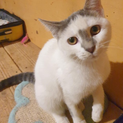 Kätzchen Hannah und Jack suchen Ihre Dosis, EKH Jungtier - Katze