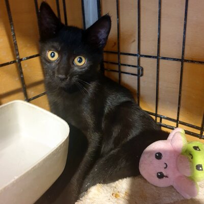 Kätzchen Hannah und Jack suchen Ihre Dosis, EKH Jungtier - Katze