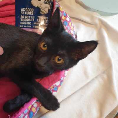 Kätzchen Hannah und Jack suchen Ihre Dosis, EKH Jungtier - Katze