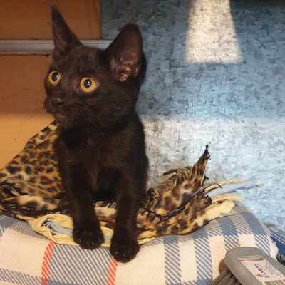 Kätzchen Hannah und Jack suchen Ihre Dosis, EKH Jungtier - Katze