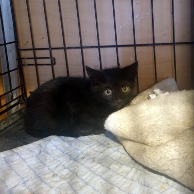 Kätzchen Hannah und Jack suchen Ihre Dosis, EKH Jungtier - Katze