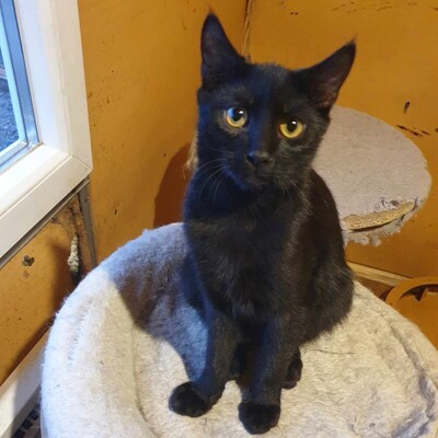 Kätzchen Hannah und Jack suchen Ihre Dosis, EKH Jungtier - Katze