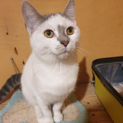 Kätzchen Hannah und Jack suchen ihr Körbchen, EKH Jungtier - Katze