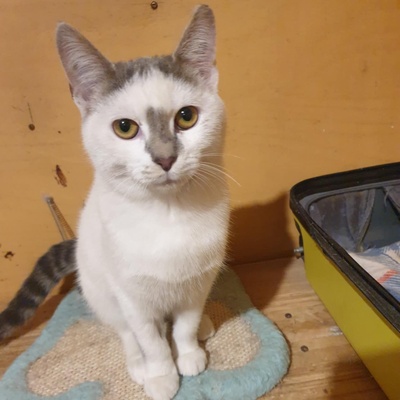 Kätzchen Hannah und Jack suchen ihr Körbchen, EKH Jungtier - Katze