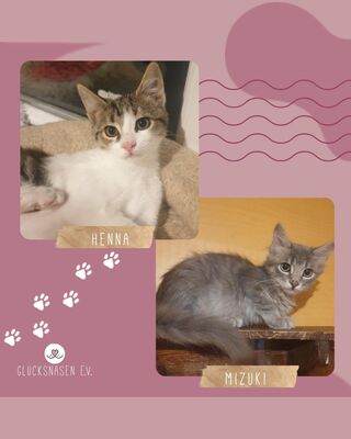 Kätzchen Henna und Mizuki kuscheln gern, EKH Jungtier - Katze