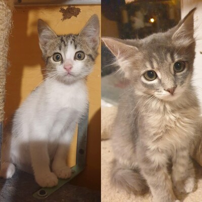 Kätzchen Henna und Mizuki kuscheln gern, EKH Jungtier - Katze