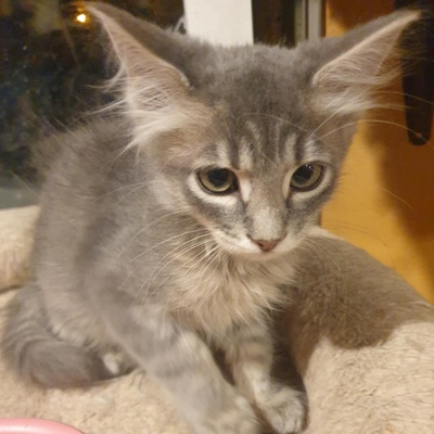 Kätzchen Henna und Mizuki kuscheln gern, EKH Jungtier - Katze