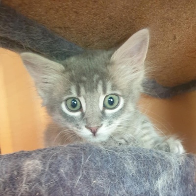 Kätzchen Henna und Mizuki kuscheln gern, EKH Jungtier - Katze