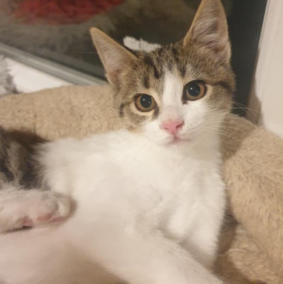 Kätzchen Henna und Mizuki möchten reisen, EKH Jungtier - Katze