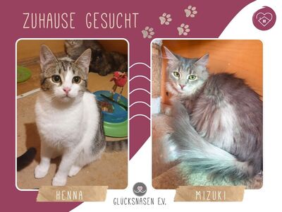 Kätzchen Henna und Mizuki möchten reisen, EKH - Katze