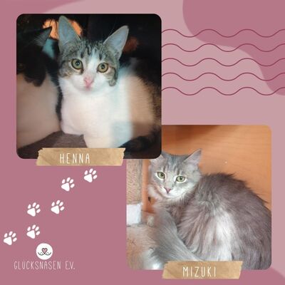 Kätzchen Henna und Mizuki suchen Dich, EKH Jungtier - Katze