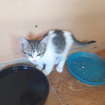 Kätzchen Henna und Mizuki suchen Dich, EKH Jungtier - Katze