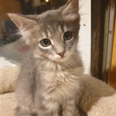 Kätzchen Henna und Mizuki suchen Dich, EKH Jungtier - Katze