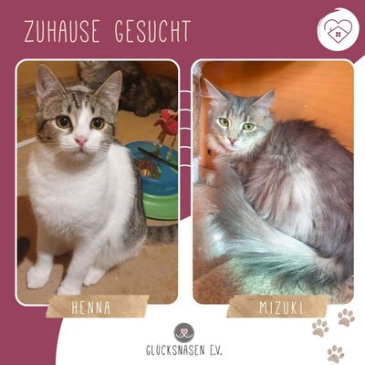 Kätzchen Henna und Mizuki warten auf Post