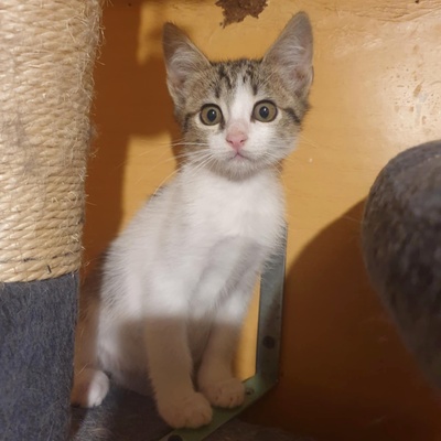 Kätzchen Henna und Mizuki warten auf Post, EKH Jungtier - Katze