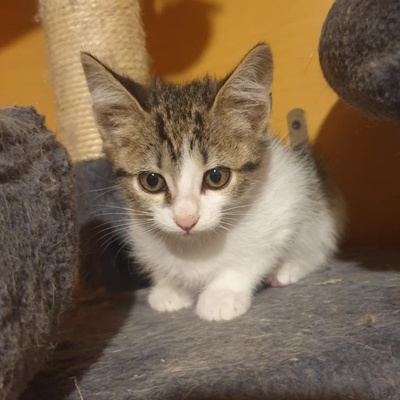 Kätzchen Henna und Mizuki warten auf Post, EKH Jungtier - Katze