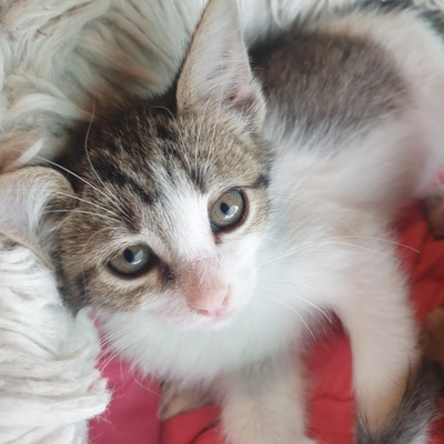 Kätzchen Henna und Mizuki warten auf Post, EKH Jungtier - Katze