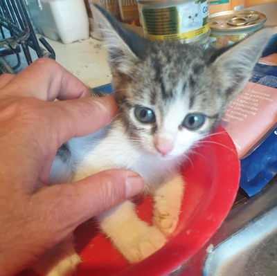 Kätzchen Henna und Mizuki warten auf Post, EKH Jungtier - Katze