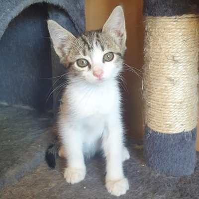 Kätzchen Henna und Mizuki warten auf Post, EKH Jungtier - Katze