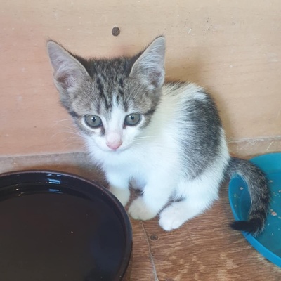 Kätzchen Henna und Mizuki warten auf Post, EKH Jungtier - Katze