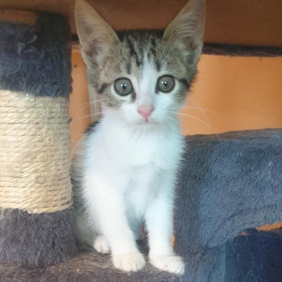 Kätzchen Henna und Mizuki warten auf Post, EKH Jungtier - Katze