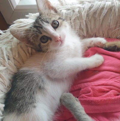 Kätzchen Henna und Mizuki warten auf Post, EKH Jungtier - Katze