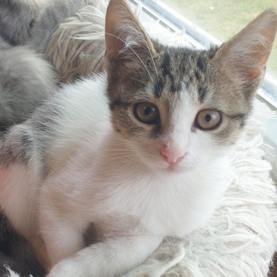 Kätzchen Henna und Mizuki warten auf Post, EKH Jungtier - Katze