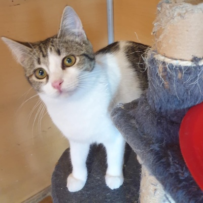 Kätzchen Henna und Mizuki warten auf Post, EKH Jungtier - Katze