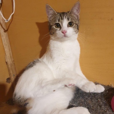 Kätzchen Henna und Mizuki warten auf Post, EKH Jungtier - Katze