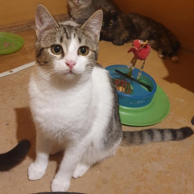 Kätzchen Henna und Mizuki warten auf Post, EKH Jungtier - Katze