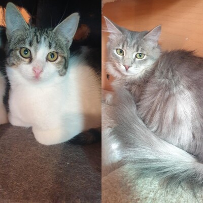 Kätzchen Henna und Mizuki warten auf Post, EKH Jungtier - Katze