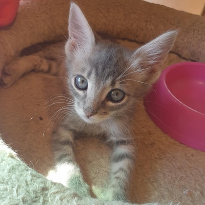 Kätzchen Henna und Mizuki warten auf Post, EKH Jungtier - Katze