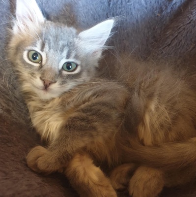 Kätzchen Henna und Mizuki warten auf Post, EKH Jungtier - Katze
