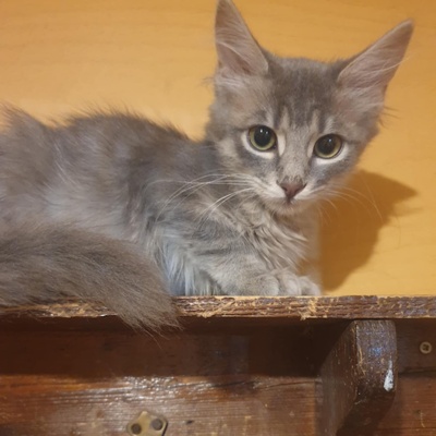 Kätzchen Henna und Mizuki warten auf Post, EKH Jungtier - Katze