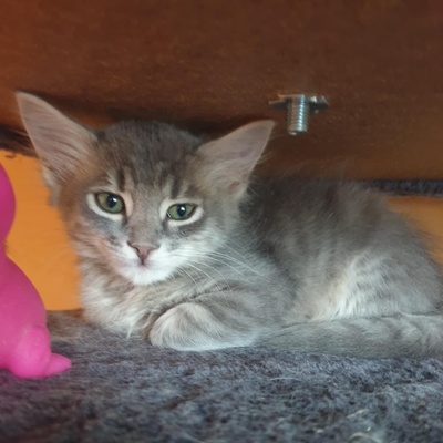 Kätzchen Henna und Mizuki warten auf Post, EKH Jungtier - Katze