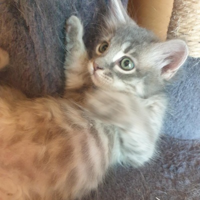 Kätzchen Henna und Mizuki warten auf Post, EKH Jungtier - Katze