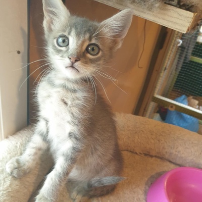 Kätzchen Henna und Mizuki warten auf Post, EKH Jungtier - Katze