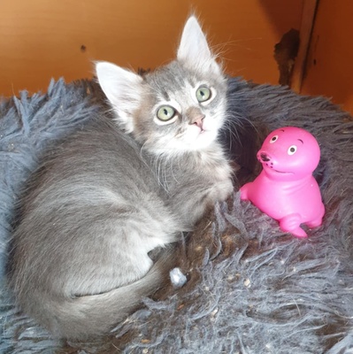 Kätzchen Henna und Mizuki warten auf Post, EKH Jungtier - Katze