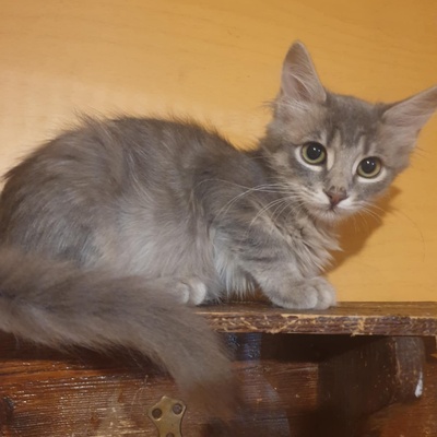 Kätzchen Henna und Mizuki warten auf Post, EKH Jungtier - Katze