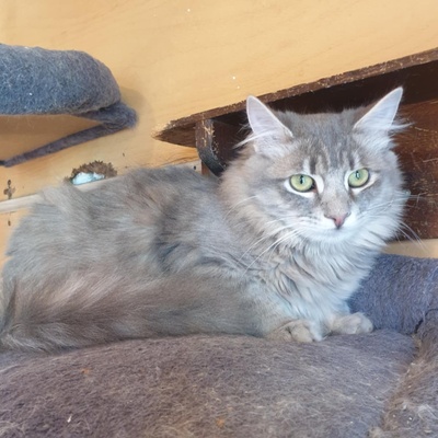 Kätzchen Henna und Mizuki warten auf Post, EKH Jungtier - Katze