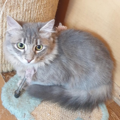 Kätzchen Henna und Mizuki warten auf Post, EKH Jungtier - Katze