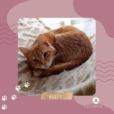 Kätzchen Honey möchte Dein Herz erobern, EKH - Katze