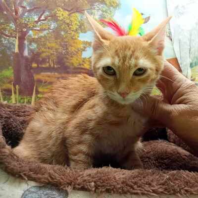 Kätzchen Honey möchte Dein Herz erobern, EKH - Katze