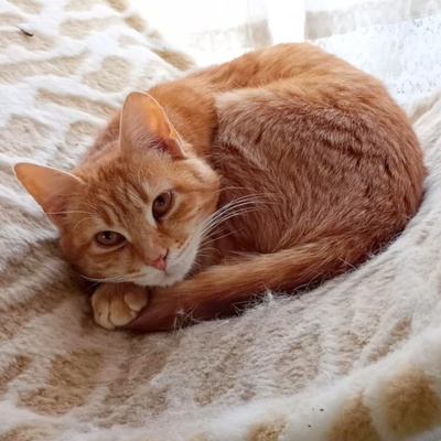 Kätzchen Honey möchte Dein Herz erobern, EKH - Katze