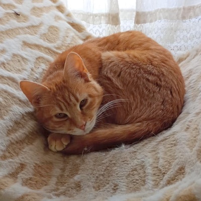 Kätzchen Honey möchte Dein Herz erobern, EKH - Katze